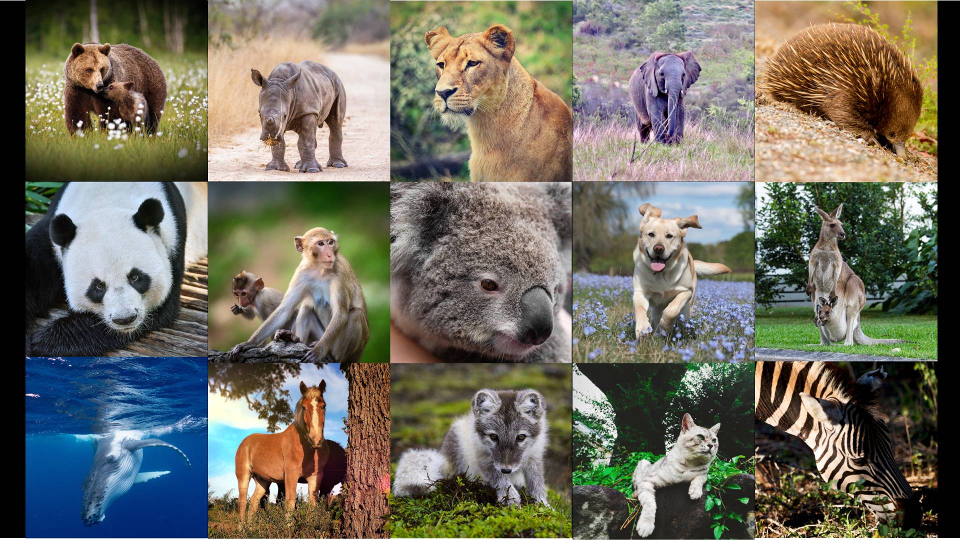 Lesson 2 - Introduction to Mammals